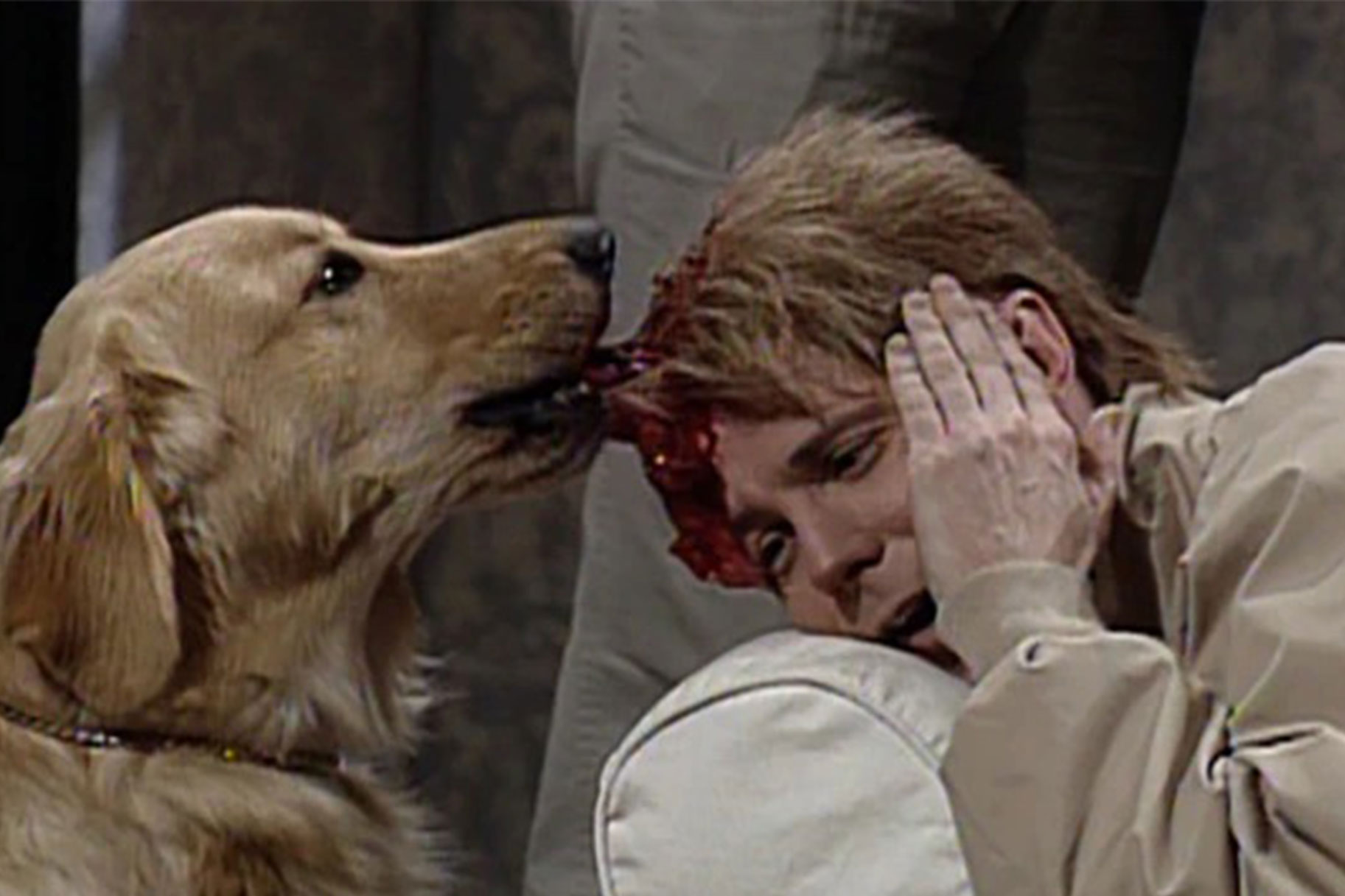 Golden retriever tugging on Dana Carvey's head prothestic in the 'Massive Head Wound Harry' SNL skit