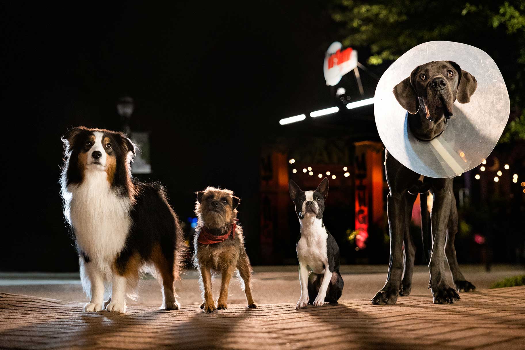 Four dogs standing side by side.