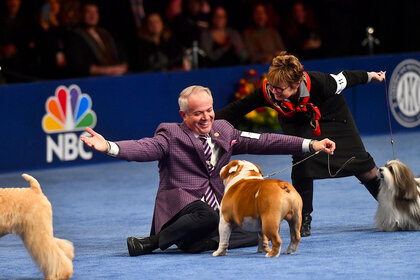 Thanksgiving Dog Show