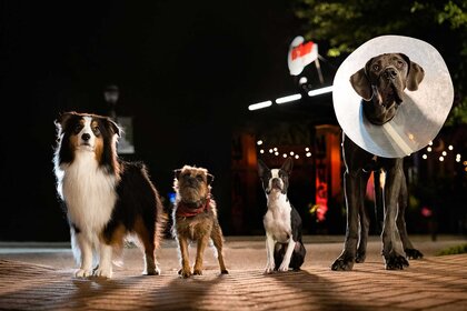 Four dogs standing side by side.