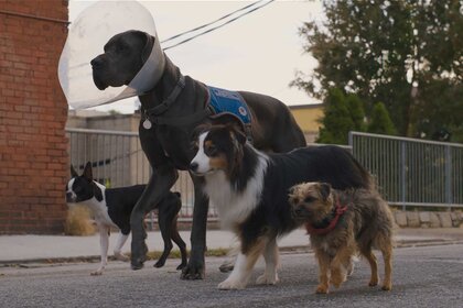 Four dogs standing side by side.