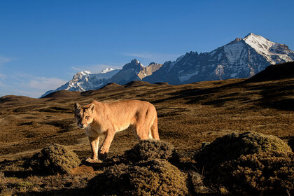 A puma in the wild