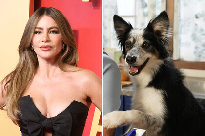 Split of Sofia Vergara and Hurricane the dog