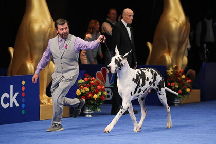 Darryl Pitts, Handler and 2023 National Dog Show Working Group Winner, "Carson" the great Dane at the The National Dog Show Presented by Purina.