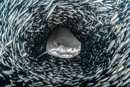 A sand tiger shark surrounded by a school of fish on The Americas Season 1, Episode 1.