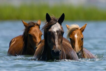 Three horses crossing in a body of water in Shackleford Banks, North Carolina on The Americas Season 1, Episode 1.