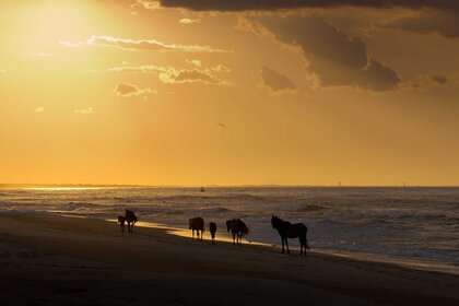 A herd of horses crossing along the beach in Shackleford Banks, North Carolina on The Americas Season 1, Episode 1.