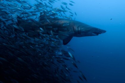 A sand tiger shark surrounded by a school of fish off the coast of North Carolina in The Americas Season 1, Episode 1.