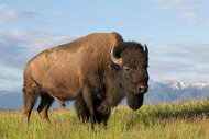 An American Bison roams the land