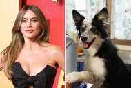 Split of Sofia Vergara and Hurricane the dog