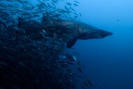 A sand tiger shark surrounded by a school of fish off the coast of North Carolina in The Americas Season 1, Episode 1.