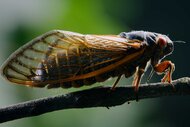 A cicada standing on top of a brand on The Americas Season 1, Episode 1.