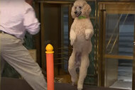 Pappy the Walking Poodle walks up stairs on her hind legs.