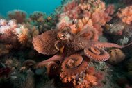 A giant pacific octopus exists near coral.