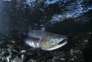 Pink Salmon Spawning peaks its head out of a rock.