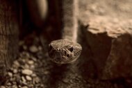 A Prairie Rattlesnake slithering between rocks.