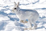 Snowshoe Hare hopping around in the snow.