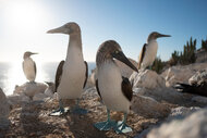 Blue Footed Boobies stand in front of the ocean on The Americas Season 1, Episode 2.