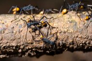 Army Ants moving along a stick on the rainforest floor.