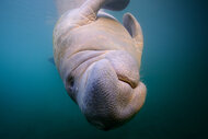 A manatee floats underwater on The Americas Episode 106.