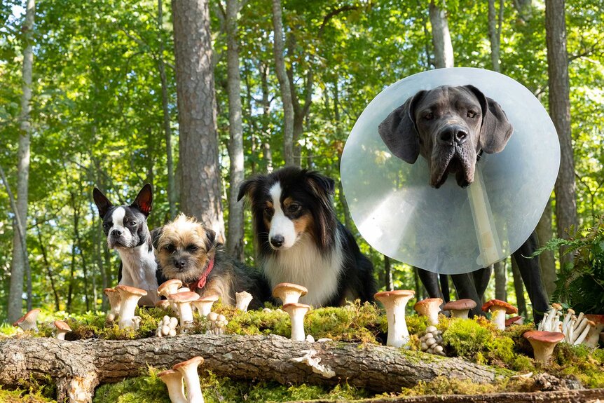 Four dogs sitting side by side.