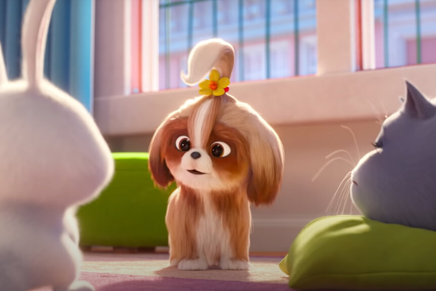 Daisy in The Secret Life of Pets 2