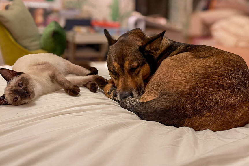 Mariska Hargitay's cat Karma and dog Kaia.