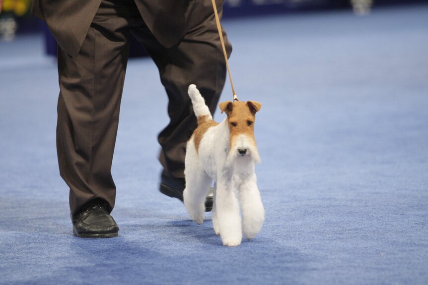 A Wire Fox Terrier walks with its owner at the 2012 Purina National Dog Show.