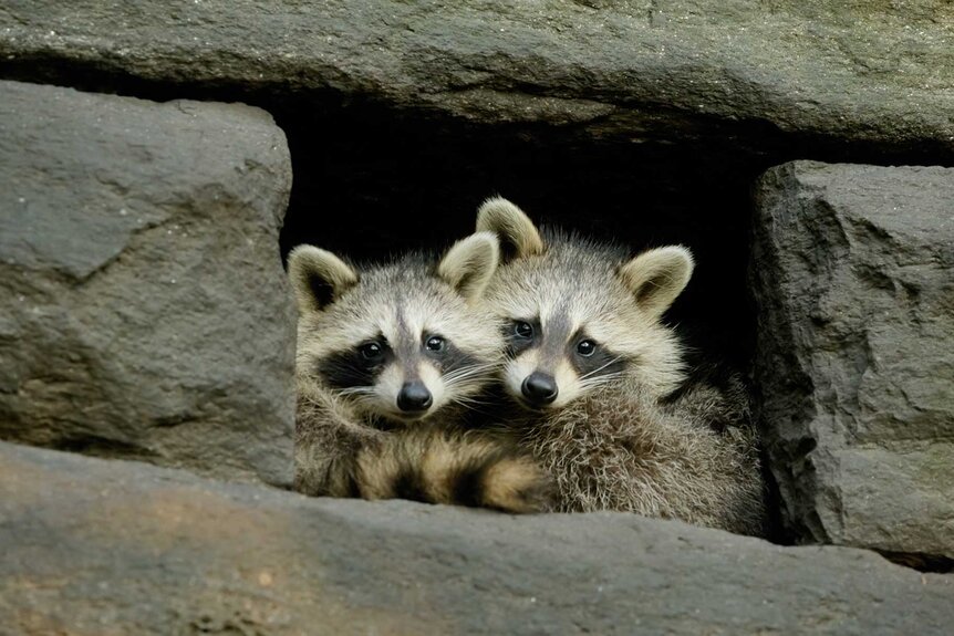 Two racoons nestled together in between rocks in New York on The Americas Season 1, Episode 1.