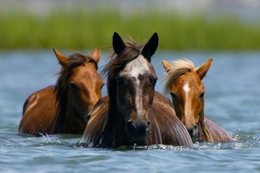 Three horses crossing in a body of water in Shackleford Banks, North Carolina on The Americas Season 1, Episode 1.