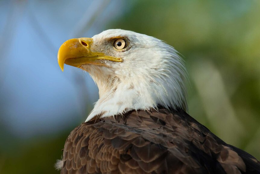 A bald eagle in Chesapeake Bay, Virginia on The Americas Season 1, Episode 1.