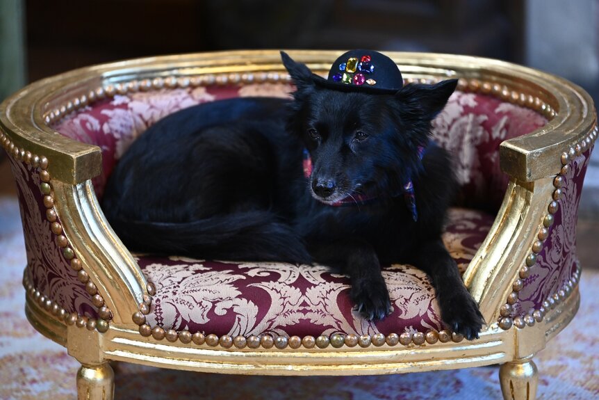 Stylish Lala, wearing a hat, sits in her little bed on The Traitors Episode 301.