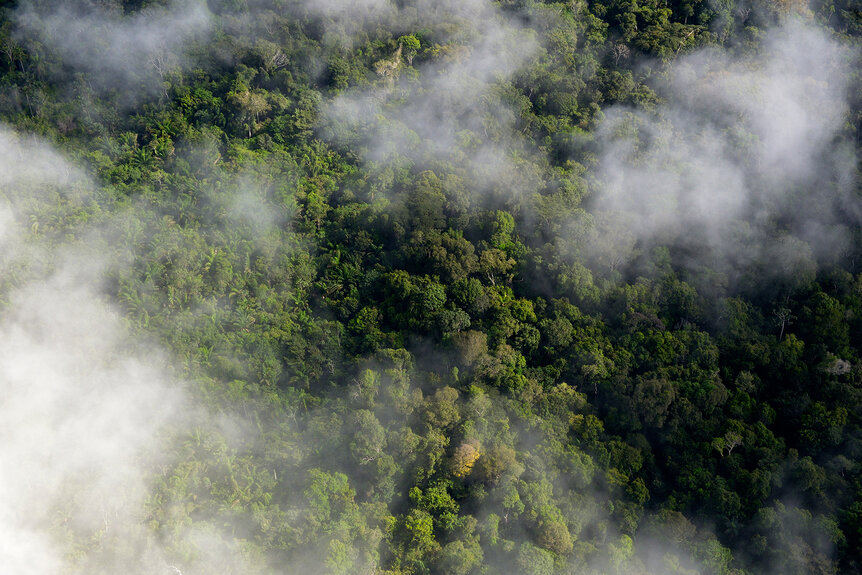 Clouds above trees in the Amazon Rainforest