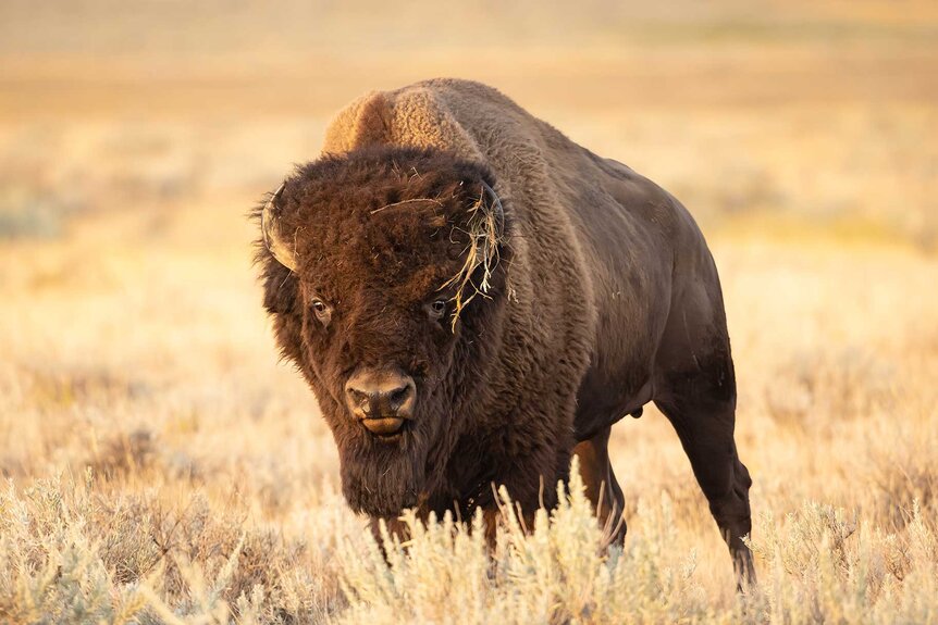 A Bull Plains Bison walking around grasslands.