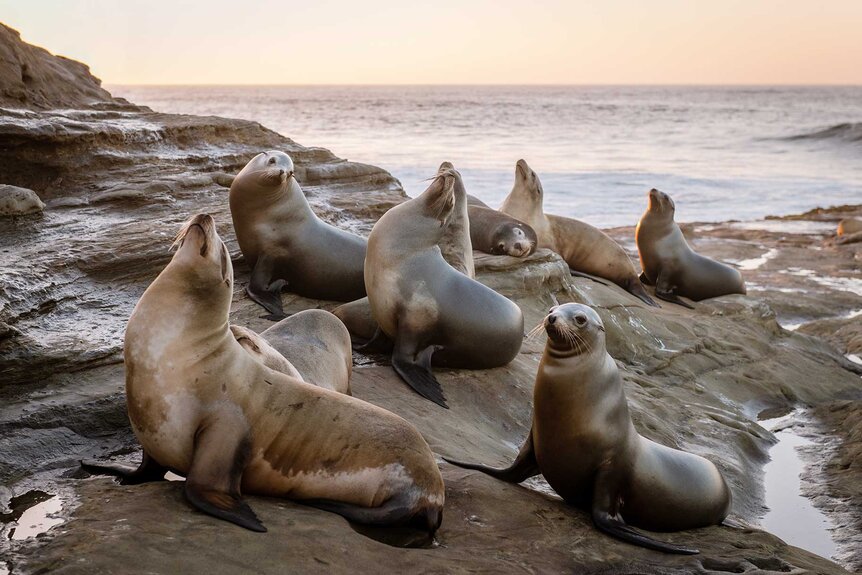 Californian Sea Lion's sitting in a group on top of rocks in San Diego.