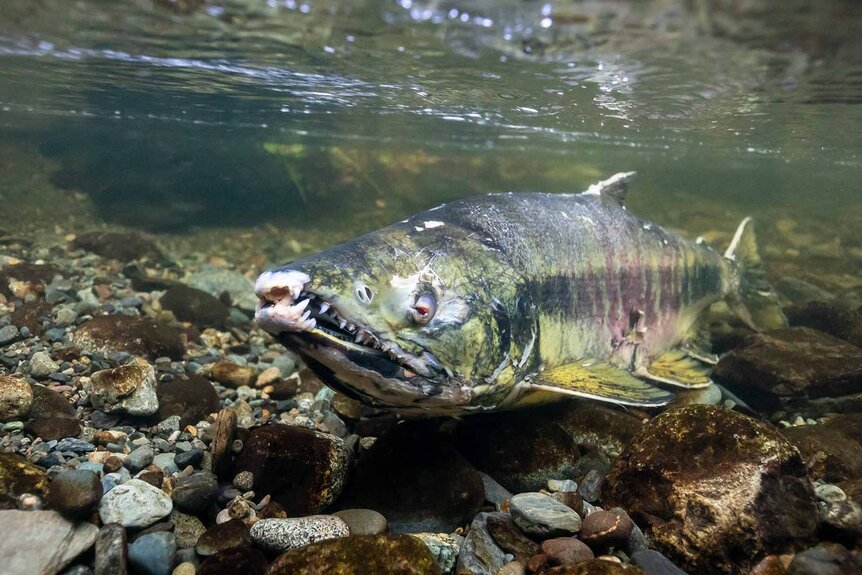 A male chum salmon (Oncorhynchus keta) swims in a creek.