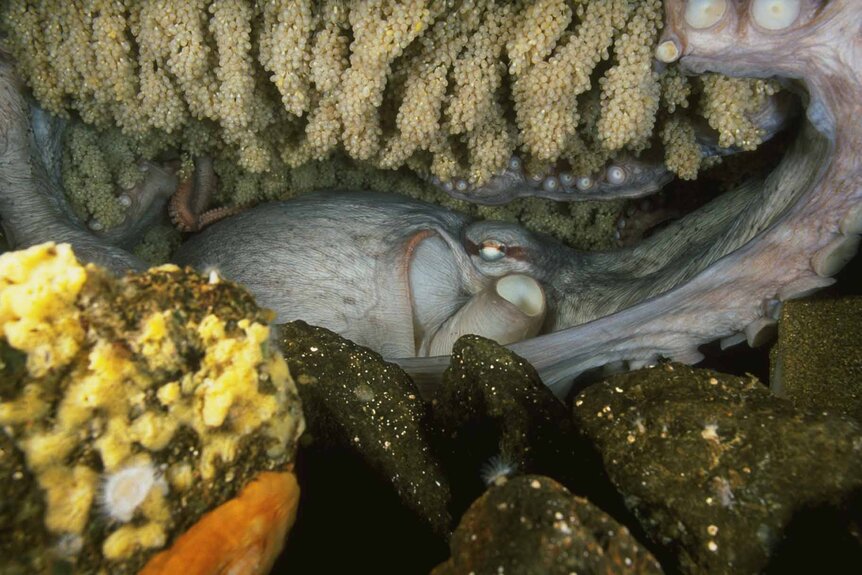 A giant pacific octopus guards her eggs.