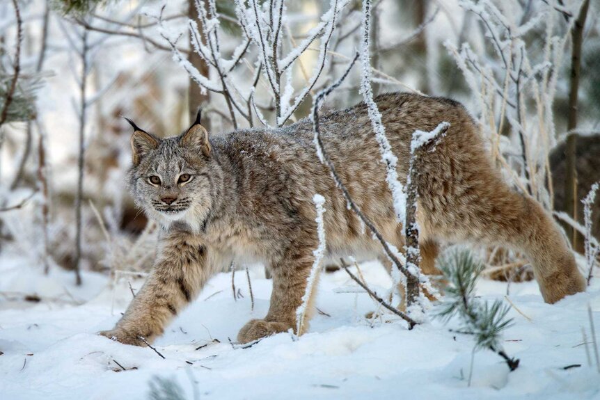 A Lynx Canadensis walking around in the snow.