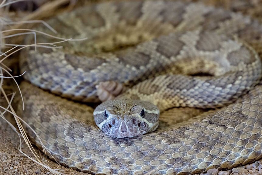 A Prairie Rattlesnake coiled in a defensive position.