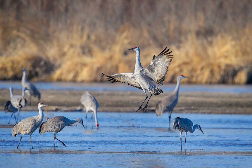 Sandhill Cranes flapping their wings in a sandbar.