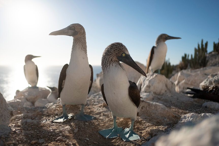 Blue Footed Boobies stand in front of the ocean on The Americas Season 1, Episode 2.