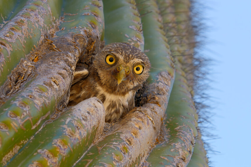 A ferruginous / Cactus pygmy owl pops his head out on The Americas Season 1, Episode 2.