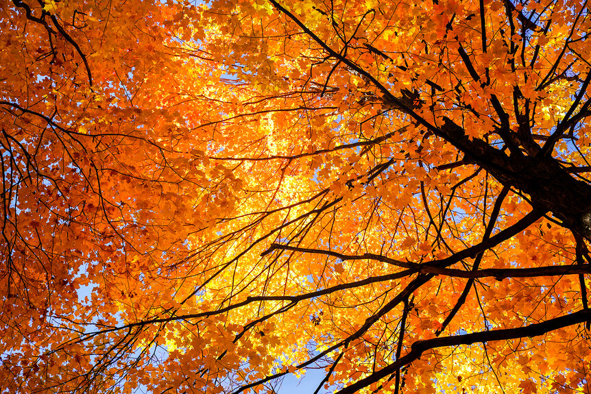 A view of orange leaves on a tree