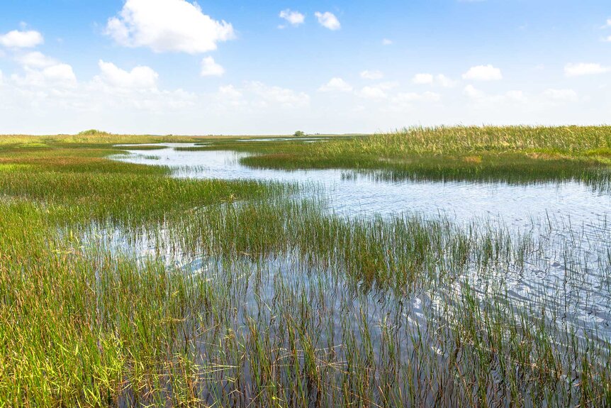 A landscape view of the grassy wetlands of the Florida Everglades.