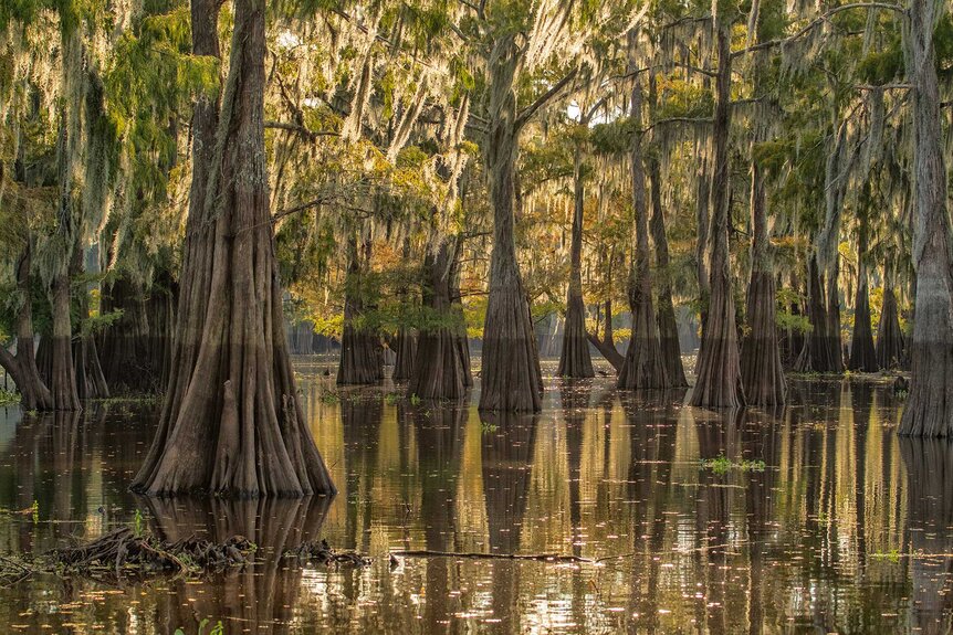 Bald Cypress swamp and wetlands in the Atchafalaya Basin.