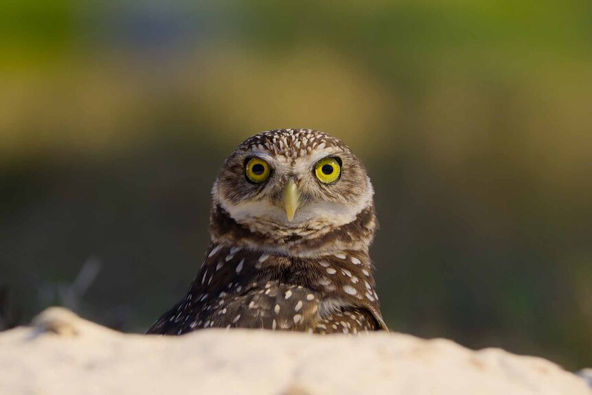 A male burrowing owl stares on The Americas Episode 106.