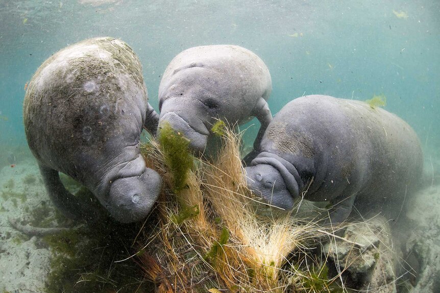 West Indian Manatee's eating a water plant underwater.